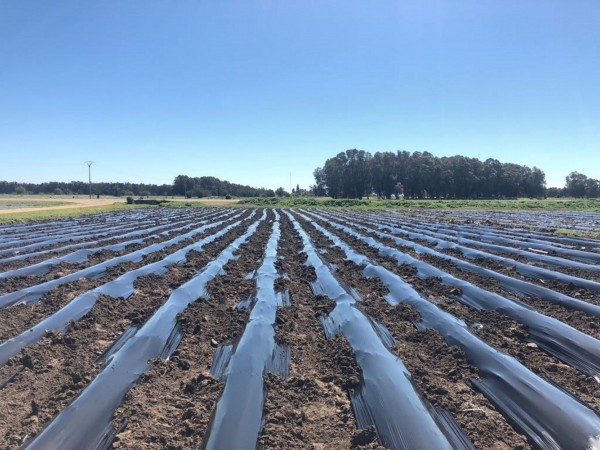 FILM AGRICULTURE